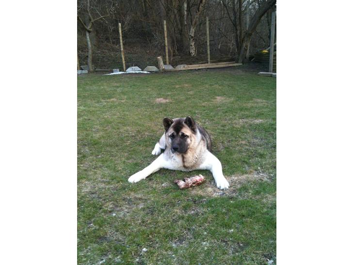 {{currentPhoto.altText}} billede {{currentPhoto.number}}