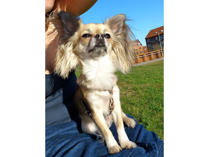 Chihuahua Micka - Første solrige dag, marts 2012 billede 1