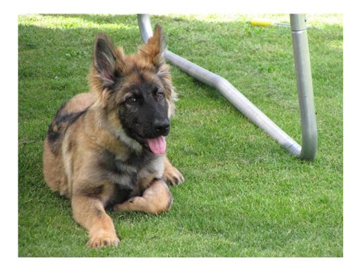 {{currentPhoto.altText}} billede {{currentPhoto.number}}