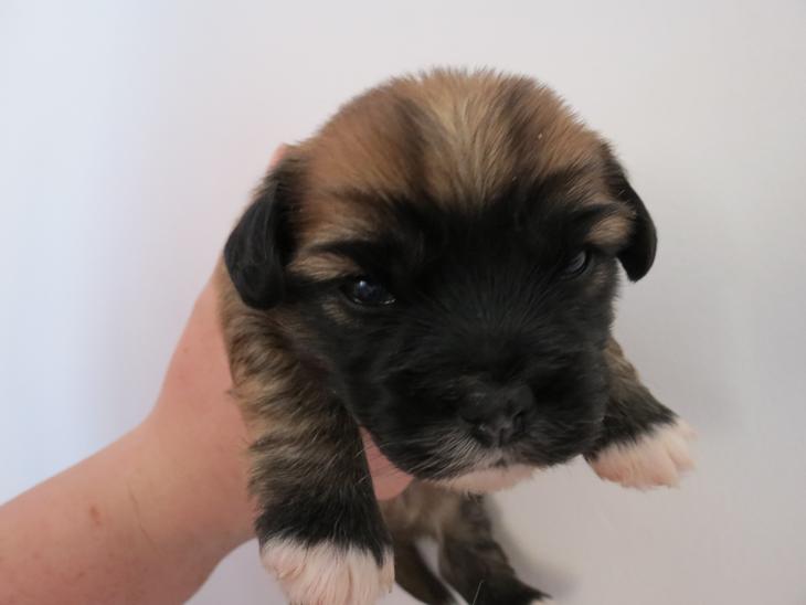 {{currentPhoto.altText}} billede {{currentPhoto.number}}