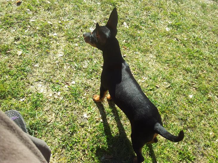 Dvaergpinscher Vappe billede 3