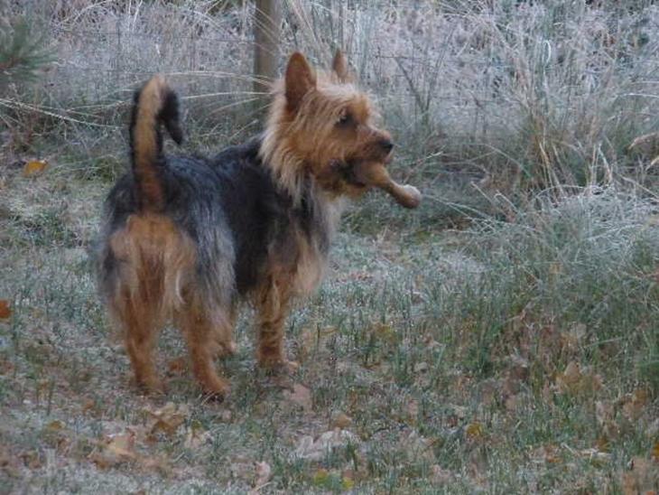 Australsk terrier Nellyson's Oops Me and the Mouse - RONJA - Hvor skal jeg gemme mit hjorteben så mor ikke snupper det og lægger det tilbage i fryseren! billede 1