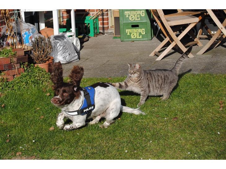 Engelsk springer spaniel Hannibal<3 billede 1