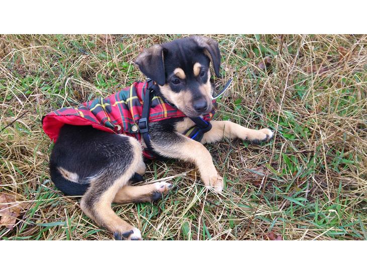 {{currentPhoto.altText}} billede {{currentPhoto.number}}