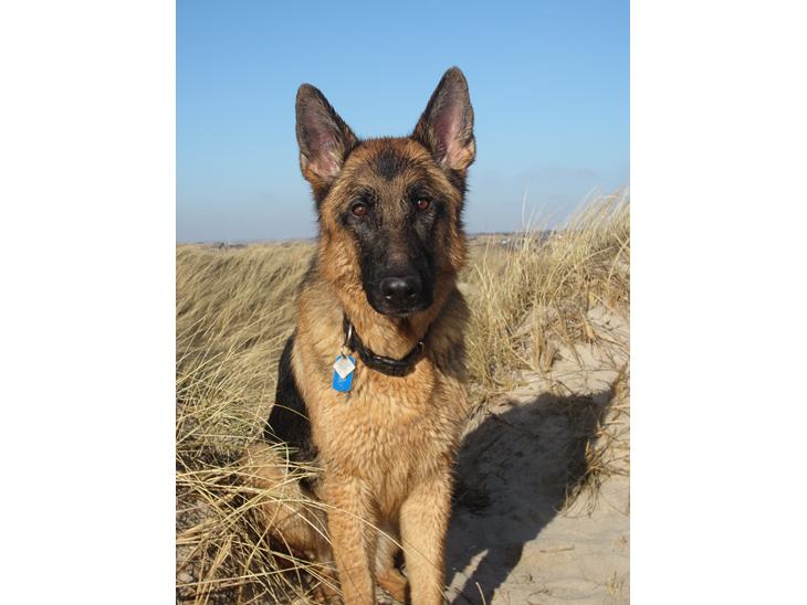 Schæferhund Kiba (Sandkærgårds Klodo) - En dejlig tur til Søndervig, og en dejlig våd hund :-) billede 1
