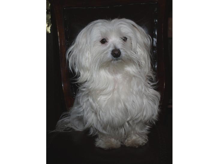 {{currentPhoto.altText}} billede {{currentPhoto.number}}