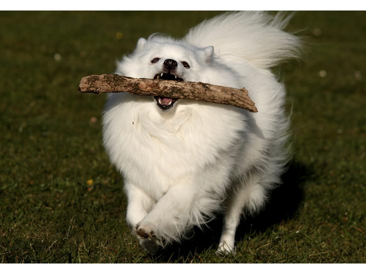 Japansk spids Aisuru Genki, "Coco" (2009-2020) - 01: Velkommen til Verdens mest legesygeste hund's profil! billede 1