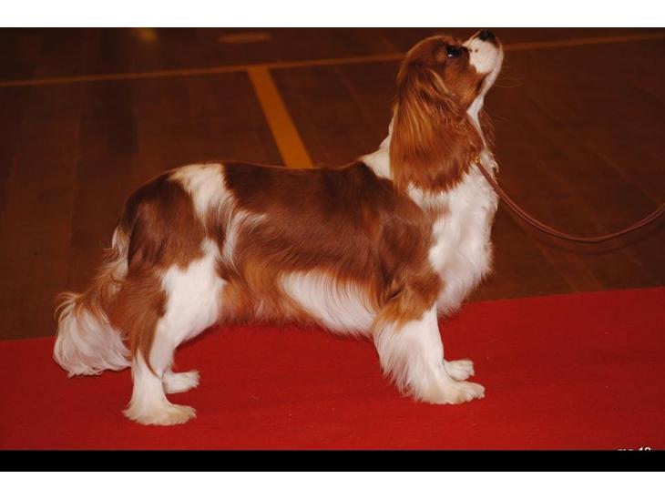 Cavalier king charles spaniel Longbody´s Made For Mirror - Mascha - Mascha på udstilling - første gang i juniorklassen på Cavalierklubbens udstilling 24/3-12 billede 1