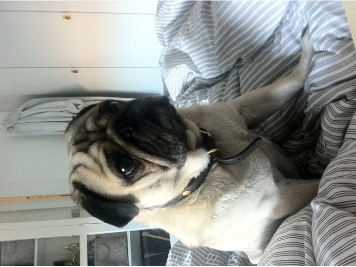 {{currentPhoto.altText}} billede {{currentPhoto.number}}