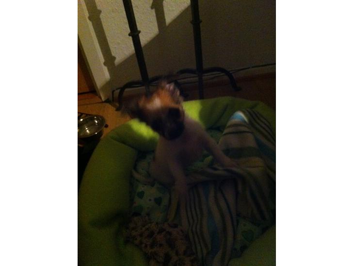 {{currentPhoto.altText}} billede {{currentPhoto.number}}