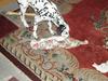 Dalmatiner Curias Uricha - Trunte r. I.p 2015 [ Himmelhund]