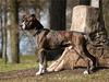 Amerikansk staffordshire terrier Cæcar