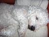 Bichon à poil frisé Oliver