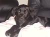 Labrador retriever trunte