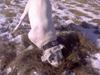 Dogo argentino Fang