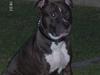 Amerikansk staffordshire terrier Cosmo