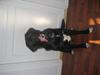 Labrador retriever Sigurd