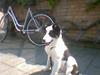 Border collie toby