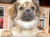 Tibetansk spaniel Sommerlyst´s Jomo Vesta