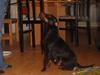 Tysk jagtterrier Foxy**avlivet**