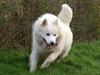 Samojedhund Gismo 