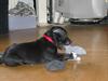 Staffordshire bull terrier Bono