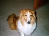 Shetland sheepdog shila