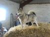 Alaskan malamute Chinook [ Himmelhund]