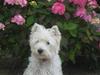 West highland white terrier  kelly