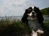 Cavalier king charles spaniel  Gibson 