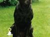 Labrador retriever Chica