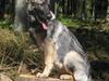 Schæferhund Ni-Busa's Djeannie