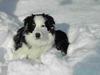 Border collie Lucky