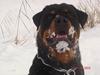 Rottweiler Tucker