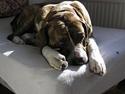 Fila brasileiro Fernando Mastiff