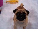 Mops Rico