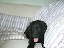 Flat coated retriever Kato