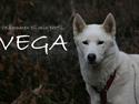 Siberian husky Vega