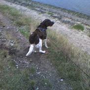 Kleiner münsterländer LOBO