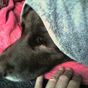 Kleiner münsterländer LOBO