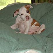 Amerikansk staffordshire terrier Zila