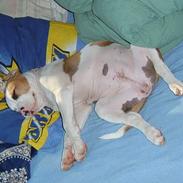 Amerikansk staffordshire terrier Zila