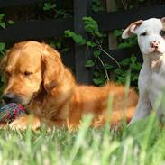 Amerikansk staffordshire terrier Zila