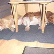 Amerikansk staffordshire terrier Zila