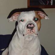 Amerikansk staffordshire terrier Zila