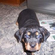 Rottweiler chevy