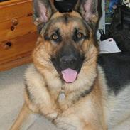 Schæferhund Viktor