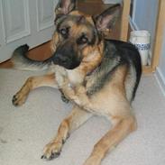 Schæferhund Viktor