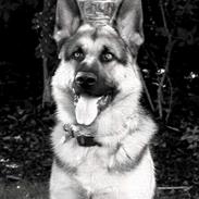 Schæferhund Viktor