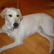 Labrador retriever Castro